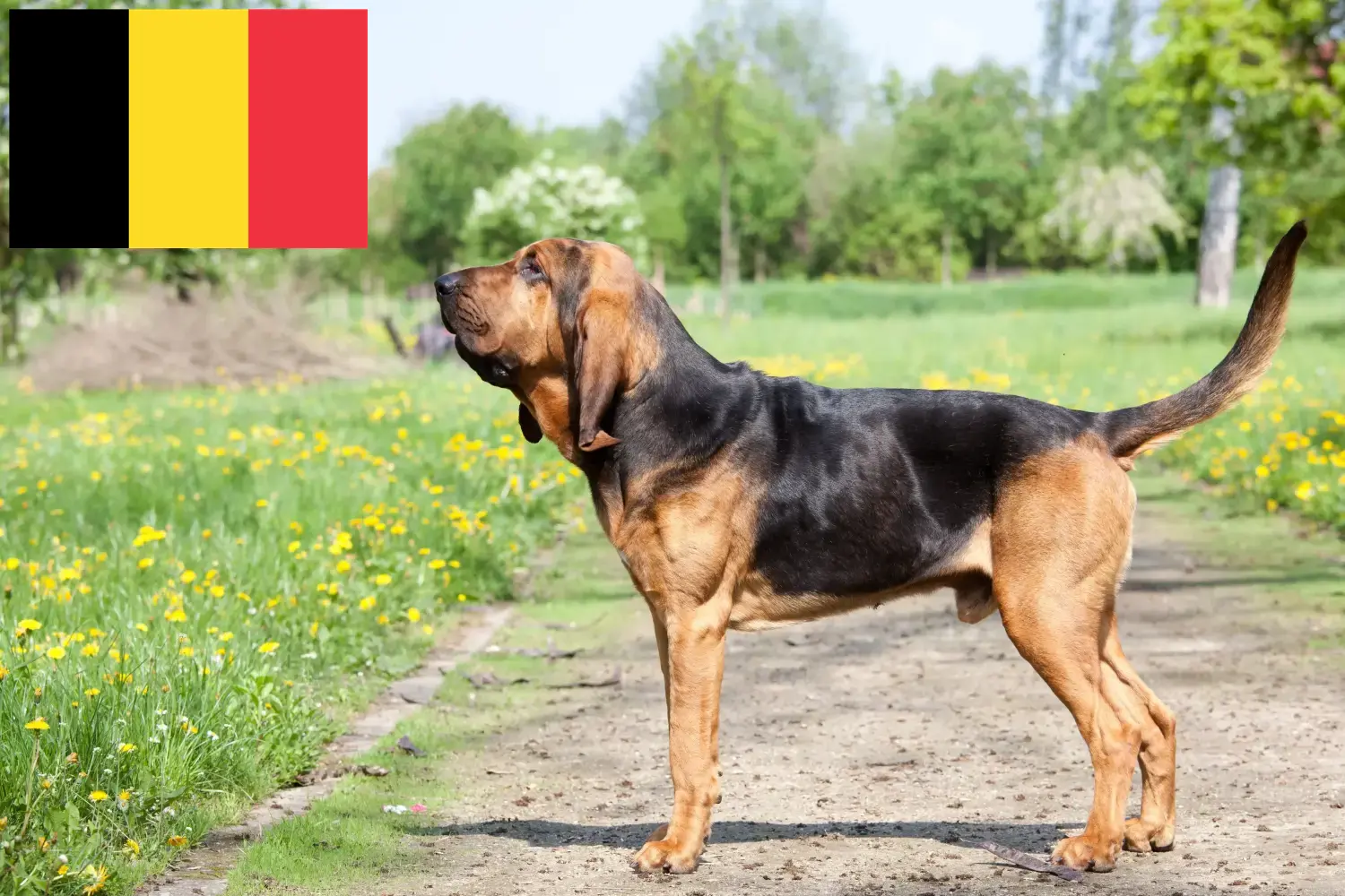 Read more about the article Bloodhound breeders and puppies in Belgium