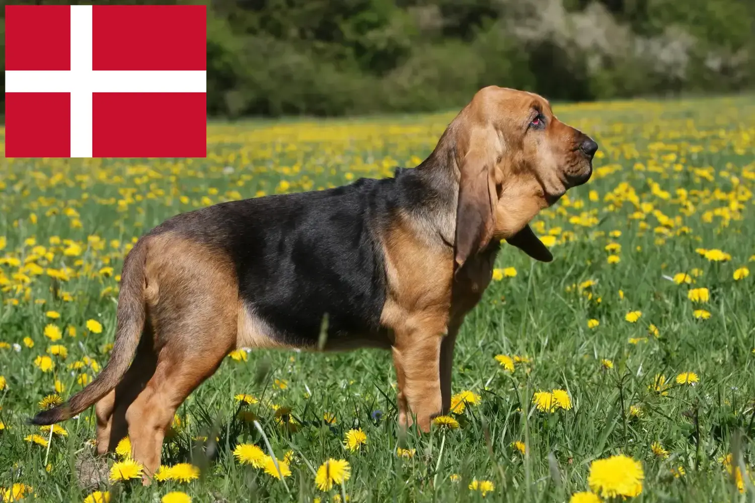 Read more about the article Bloodhound breeders and puppies in Denmark