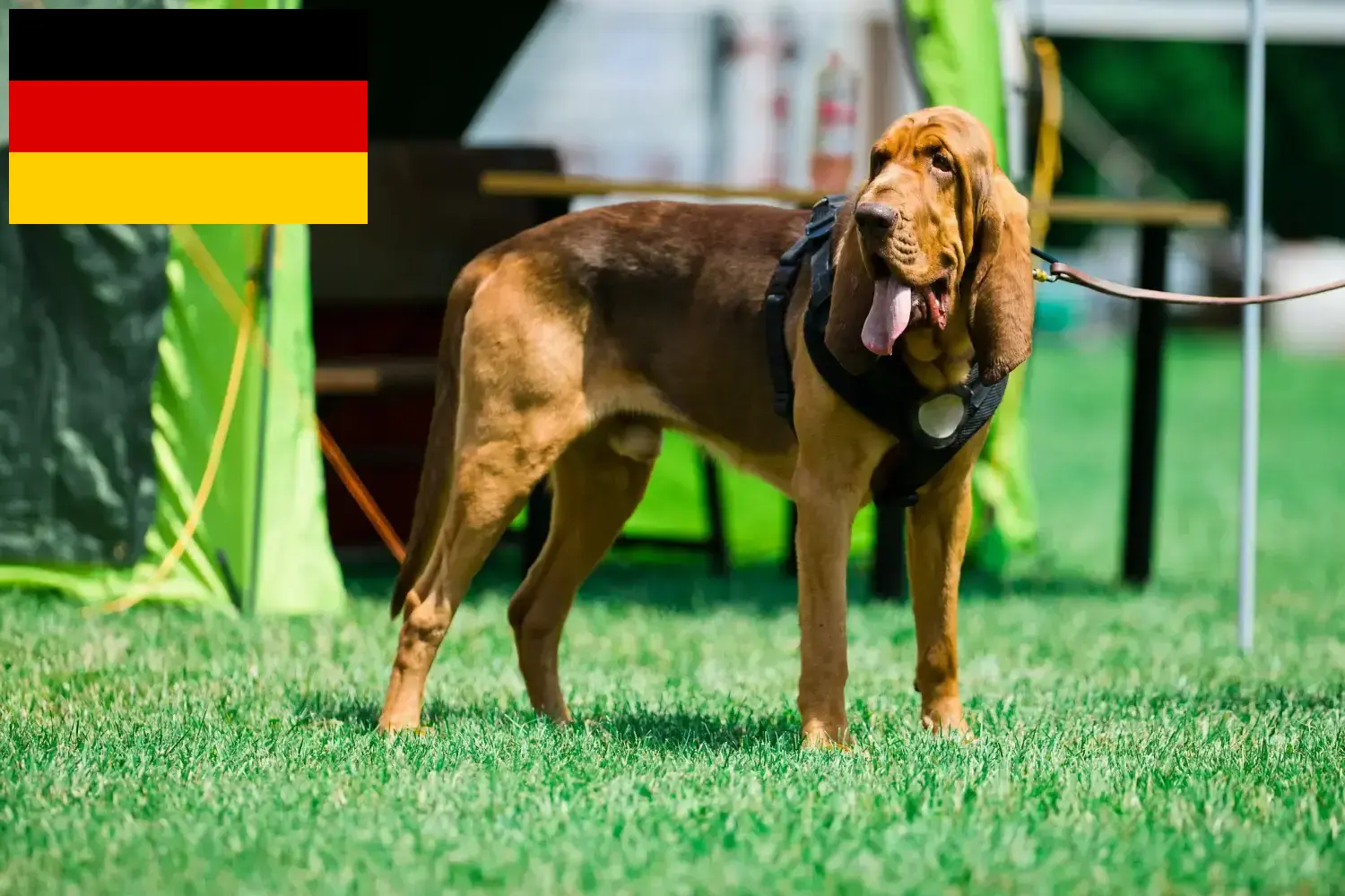 Read more about the article Bloodhound breeders and puppies in Germany