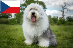 Read more about the article Bobtail breeders and puppies in the Czech Republic