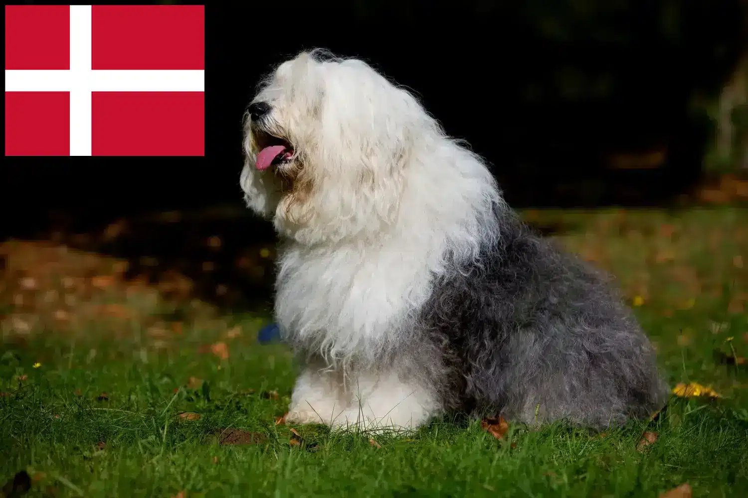 Read more about the article Bobtail breeders and puppies in Denmark