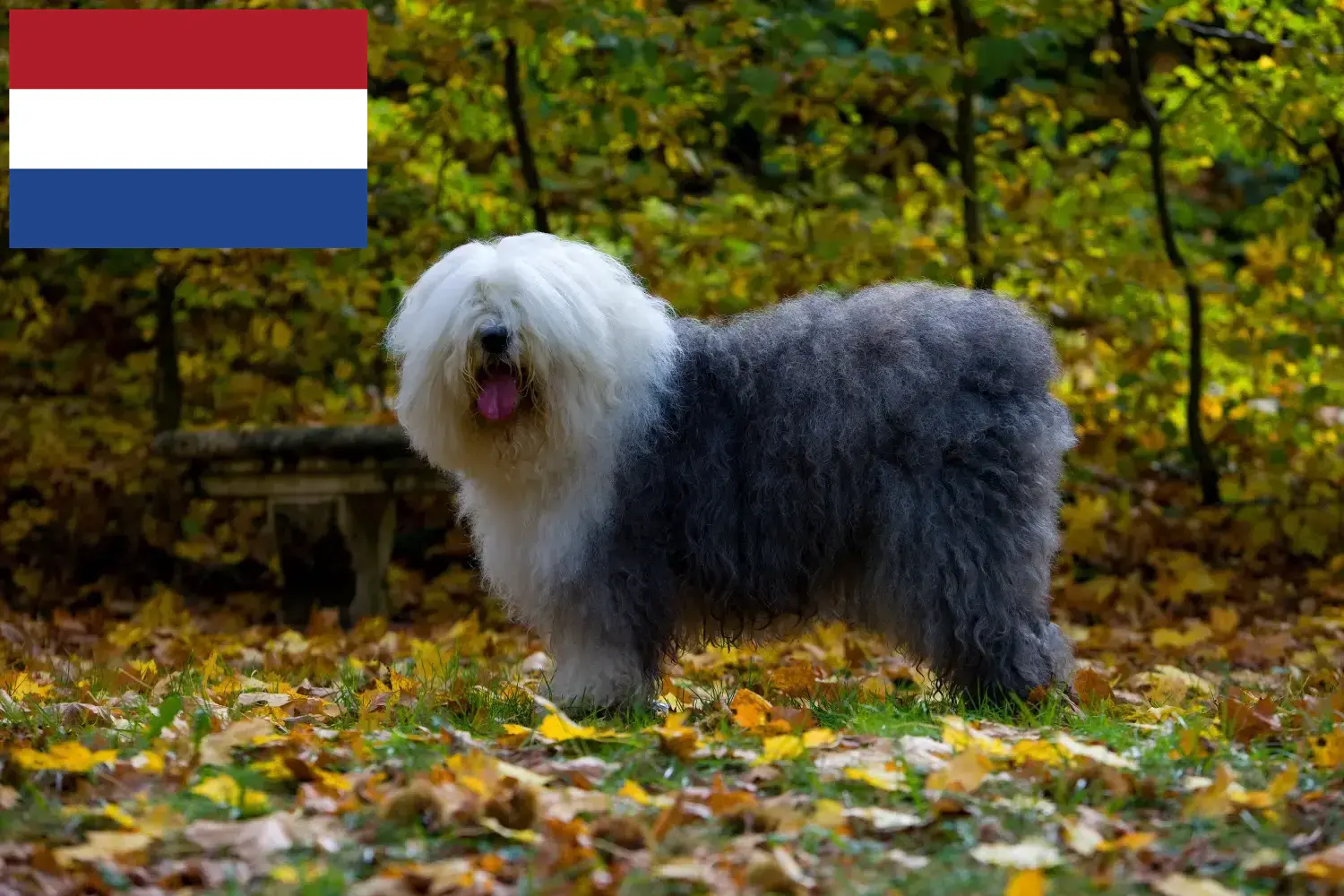 Read more about the article Bobtail breeders and puppies in the Netherlands