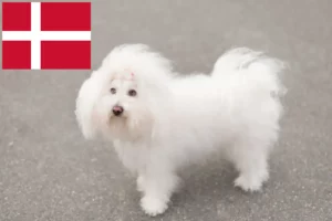 Read more about the article Bolognese breeders and puppies in Denmark