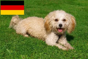 Read more about the article Bolonka Zwetna breeders and puppies in Germany