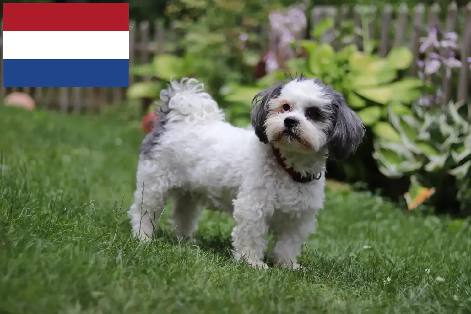 Read more about the article Bolonka Zwetna breeders and puppies in the Netherlands