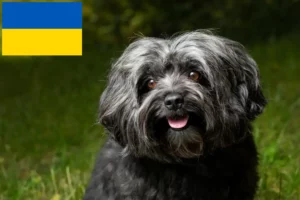 Read more about the article Bolonka Zwetna breeders and puppies in Ukraine