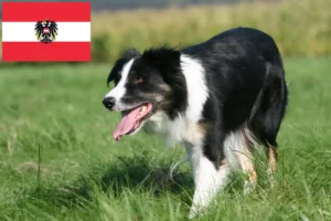 Read more about the article Border Collie breeders and puppies in Austria