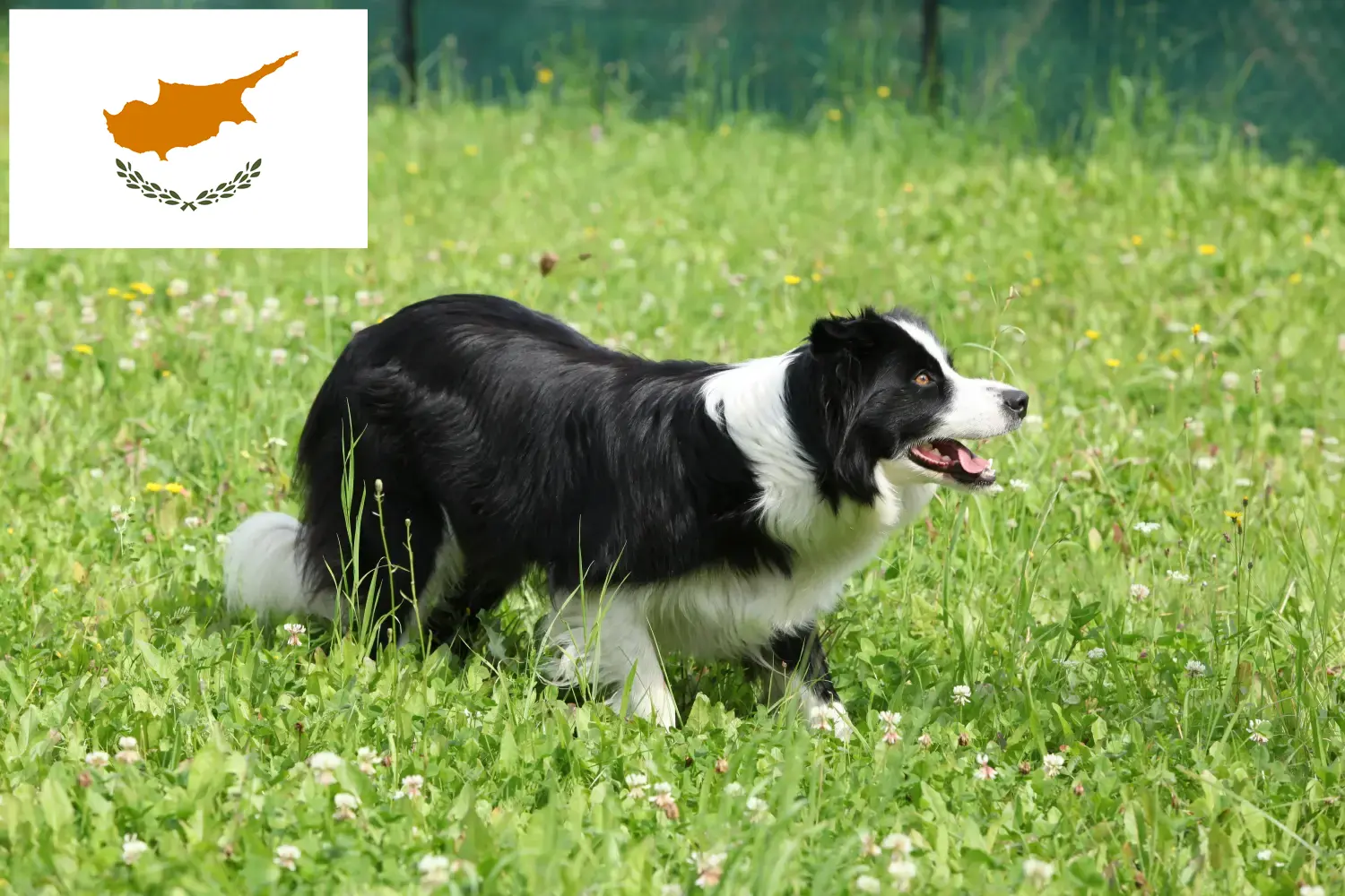 Read more about the article Border Collie breeders and puppies in Cyprus