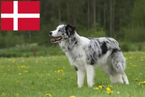 Read more about the article Border Collie breeders and puppies in Denmark