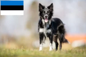 Read more about the article Border Collie breeders and puppies in Estonia