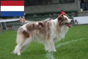 Read more about the article Border Collie breeders and puppies in the Netherlands