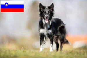 Read more about the article Border Collie breeders and puppies in Slovenia