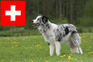 Read more about the article Border Collie breeders and puppies in Switzerland