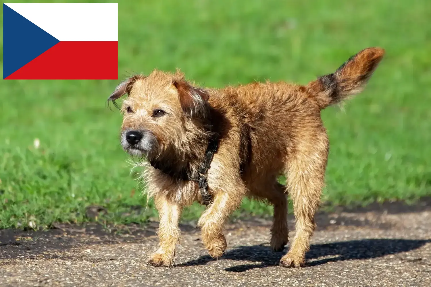 Read more about the article Border Terrier breeders and puppies in the Czech Republic