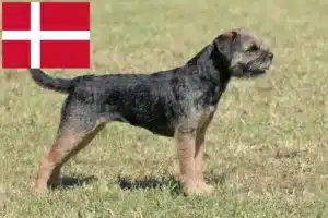 Read more about the article Border Terrier breeders and puppies in Denmark