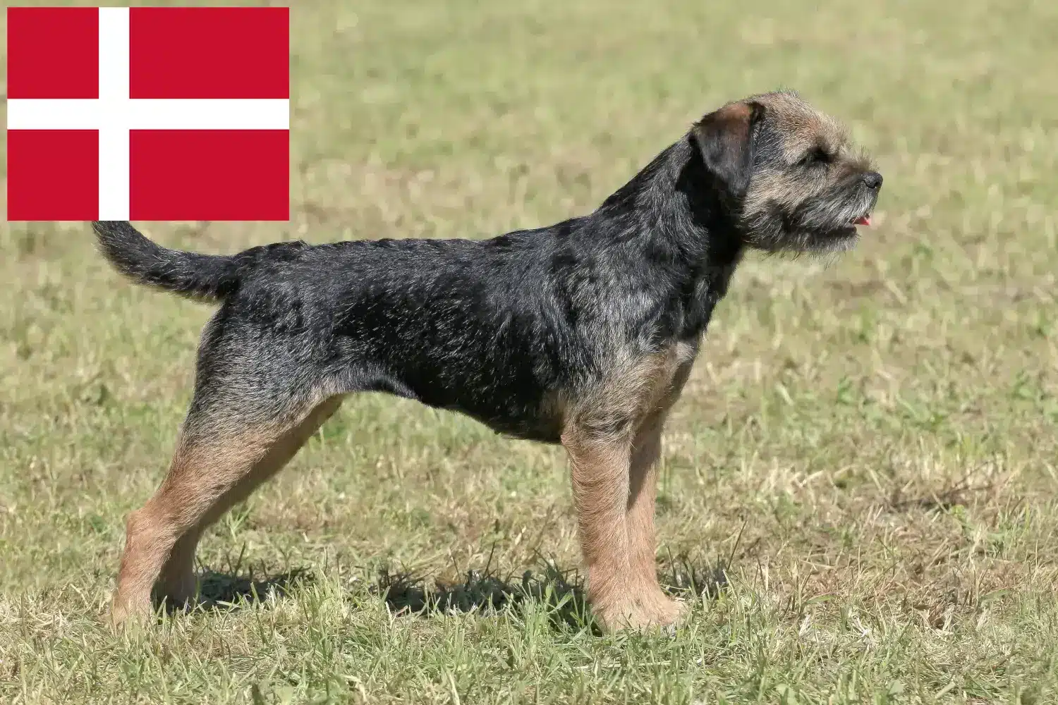 Read more about the article Border Terrier breeders and puppies in Denmark