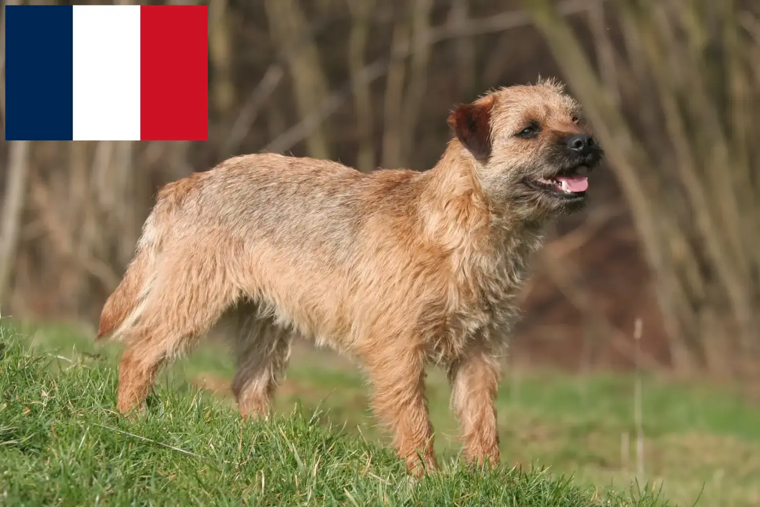 Read more about the article Border Terrier breeders and puppies in France