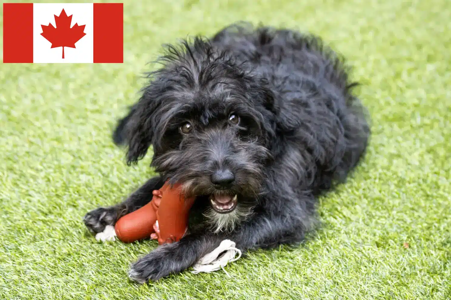 Read more about the article Bordoodle breeders and puppies in Canada