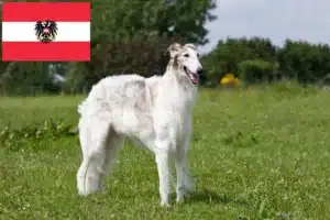 Read more about the article Borzoi breeders and puppies in Austria