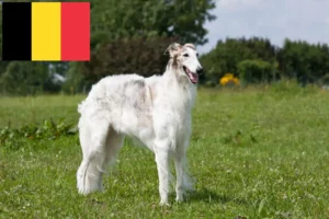 Read more about the article Borzoi breeders and puppies in Belgium