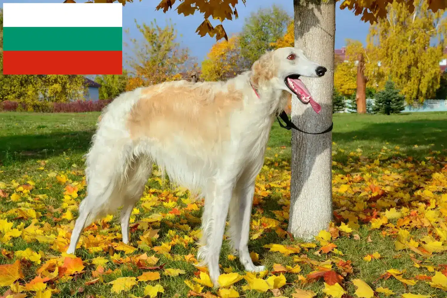 Read more about the article Borzoi breeders and puppies in Bulgaria