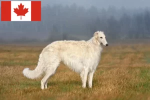 Read more about the article Borzoi breeders and puppies in Canada