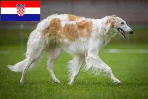 Read more about the article Borzoi breeders and puppies in Croatia