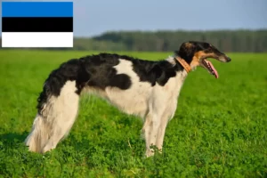 Read more about the article Borzoi breeders and puppies in Estonia