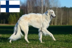 Read more about the article Borzoi breeders and puppies in Finland