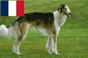 Read more about the article Borzoi breeders and puppies in France