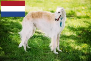 Read more about the article Borzoi breeders and puppies in the Netherlands