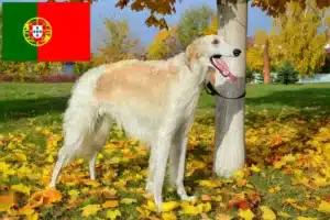 Read more about the article Borzoi breeders and puppies in Portugal