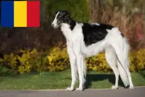 Read more about the article Borzoi breeders and puppies in Romania