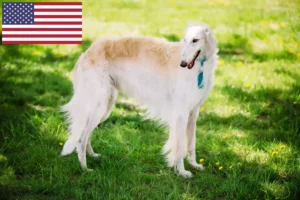 Read more about the article Borzoi breeders and puppies in the USA