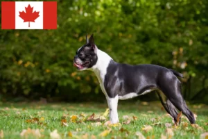 Read more about the article Boston Terrier breeders and puppies in Canada