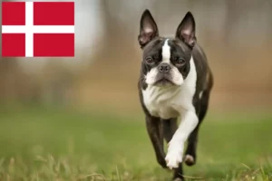 Read more about the article Boston Terrier breeders and puppies in Denmark