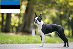 Read more about the article Boston Terrier breeders and puppies in Estonia