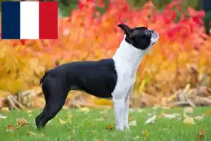 Read more about the article Boston Terrier breeders and puppies in France