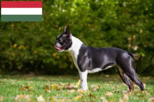 Read more about the article Boston Terrier breeders and puppies in Hungary
