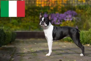 Read more about the article Boston Terrier breeders and puppies in Italy