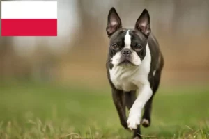 Read more about the article Boston Terrier breeders and puppies in Poland