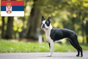 Read more about the article Boston Terrier breeders and puppies in Serbia