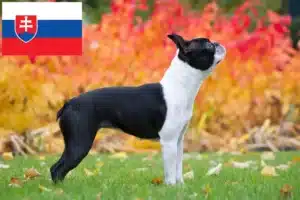 Read more about the article Boston Terrier breeders and puppies in Slovakia