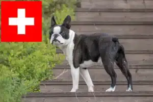 Read more about the article Boston Terrier breeders and puppies in Switzerland