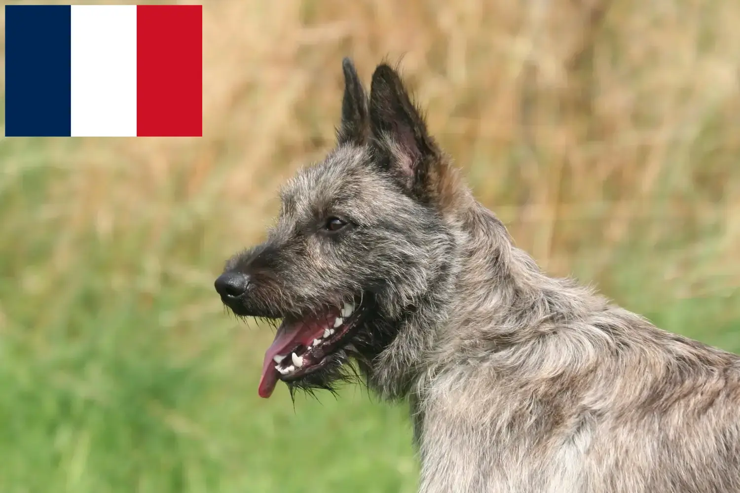 Read more about the article Bouvier des Ardennes breeders and puppies in France