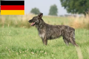 Read more about the article Bouvier des Ardennes breeders and puppies in Germany