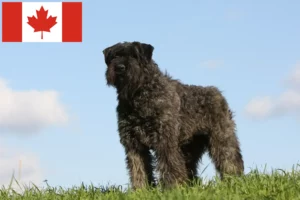 Read more about the article Bouvier des Flandres breeders and puppies in Canada