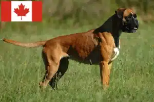 Read more about the article Boxer breeders and puppies in Canada