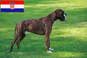 Read more about the article Boxer breeders and puppies in Croatia