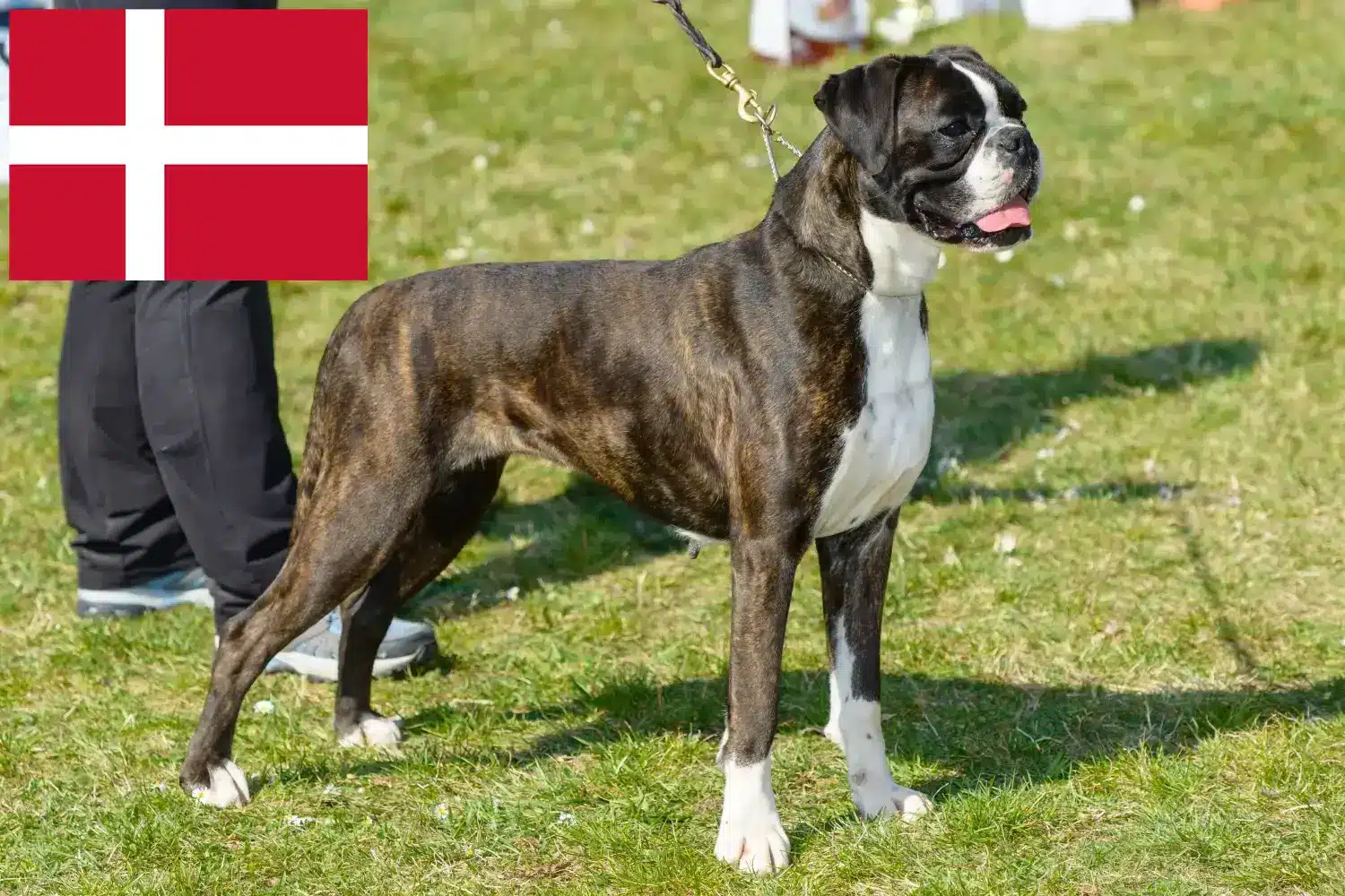 Read more about the article Boxer breeders and puppies in Denmark